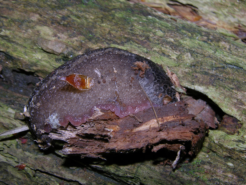 Limax veronensis da Trento